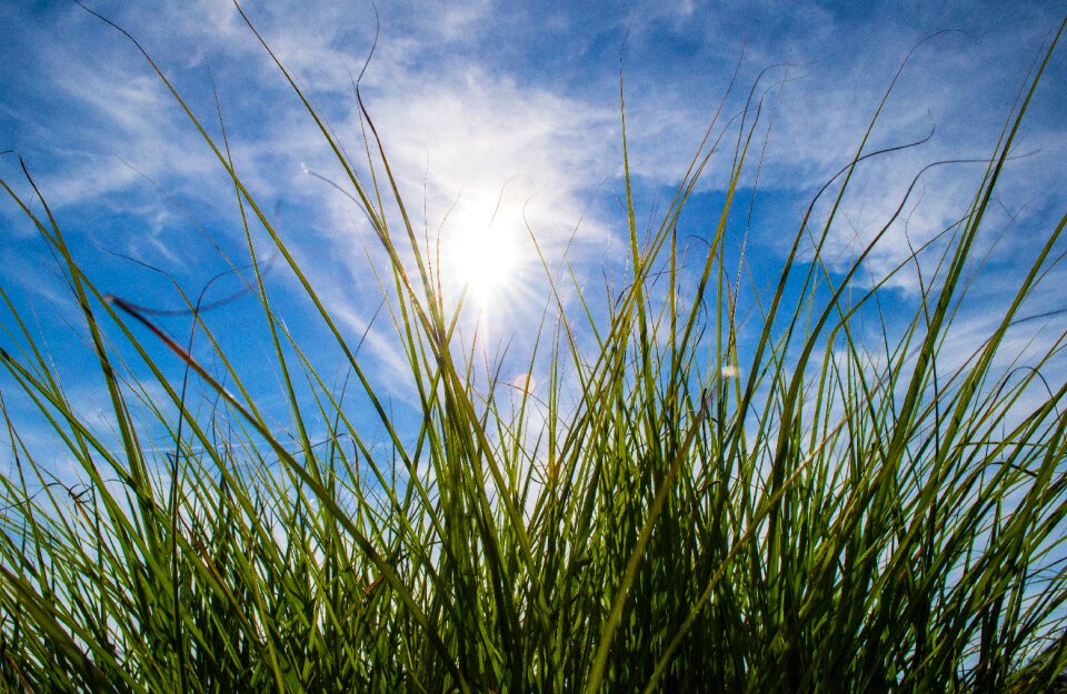 Sun clouds grass