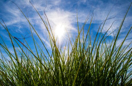 Sun clouds grass