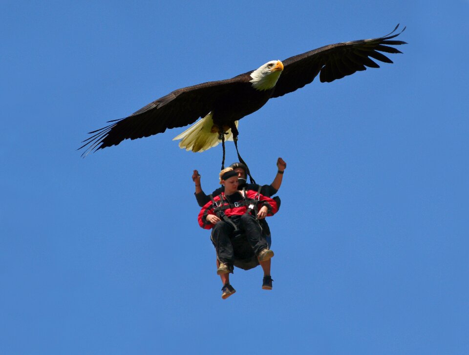 Skatebirding high fly