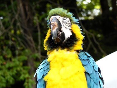 Macaw bath photo