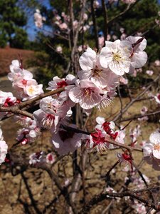 Plum plum blossoms flowers photo