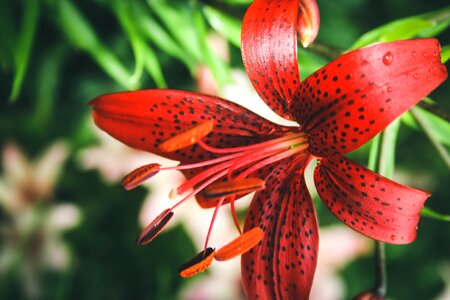 Beautiful flower nature summer