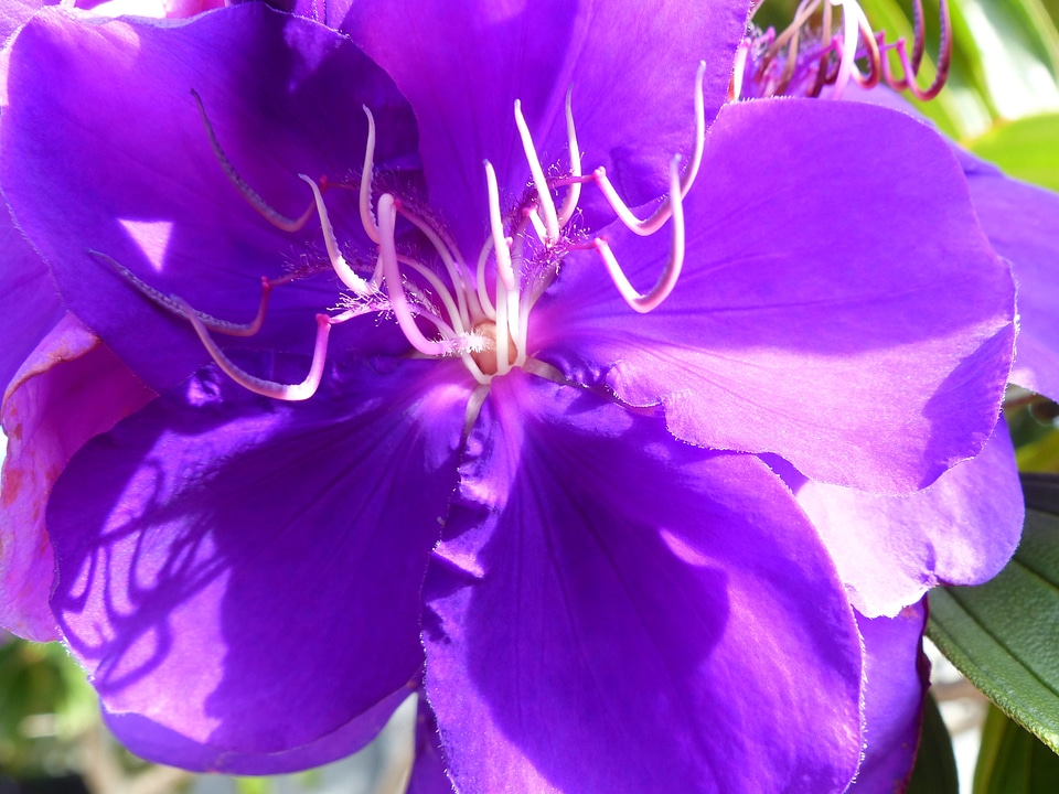 Floral plant natural