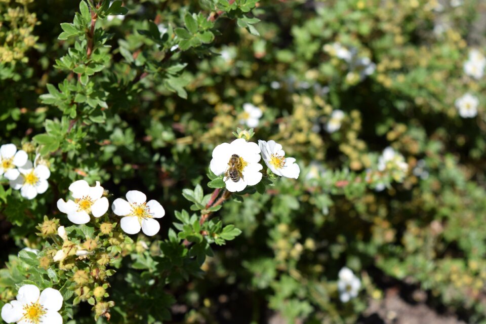 August wild rose honey