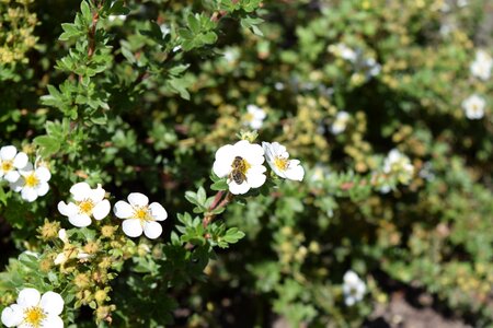 August wild rose honey