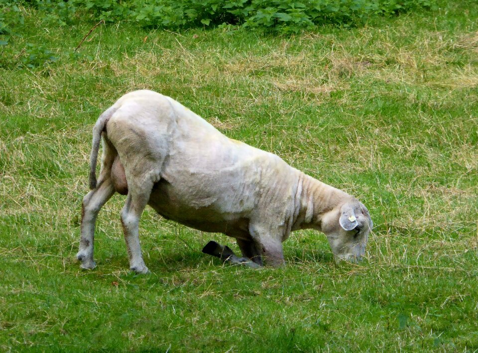 Shorn livestock agriculture