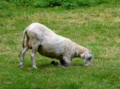 Shorn livestock agriculture