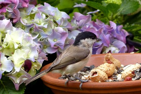 Parus palustris feeding place garden