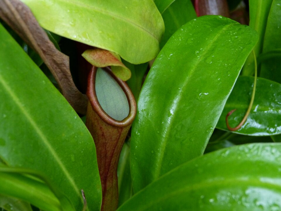 Bloom plant tropical