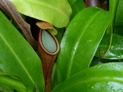 Bloom plant tropical