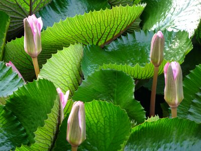 Nature pond pad photo