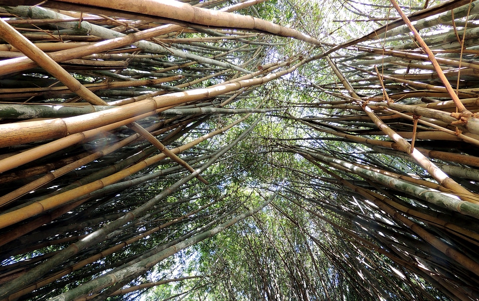 Bamboos bamboo grove bamboo forest