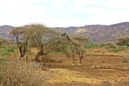 Ngorongoro crater nature