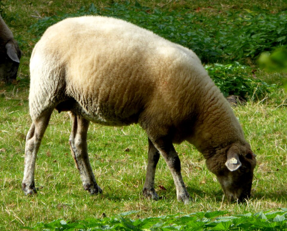 Wool livestock agriculture