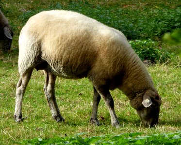 Wool livestock agriculture