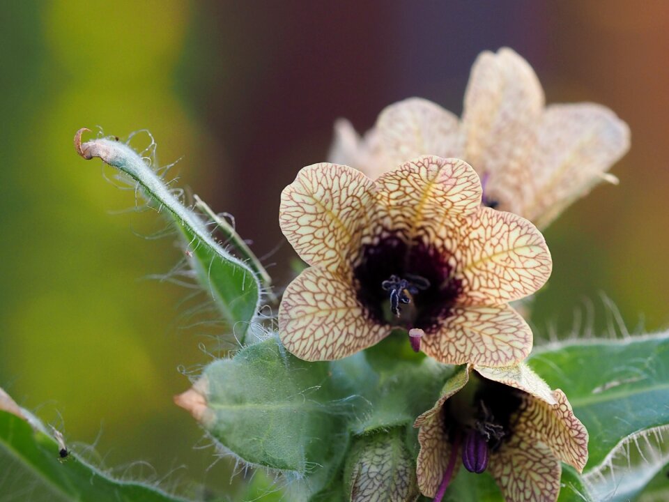 Flower brown flower plant photo