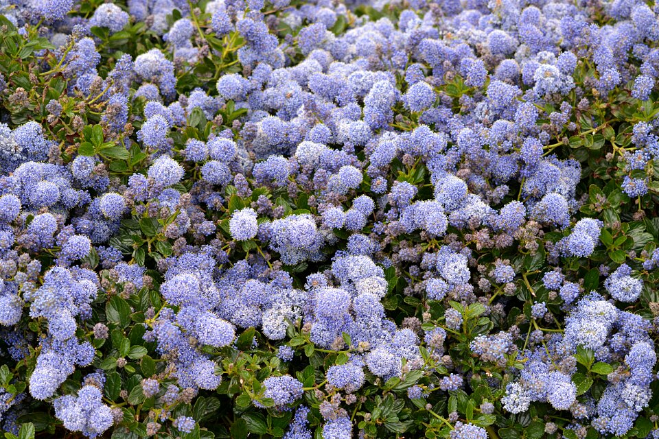 Flora botany flowering