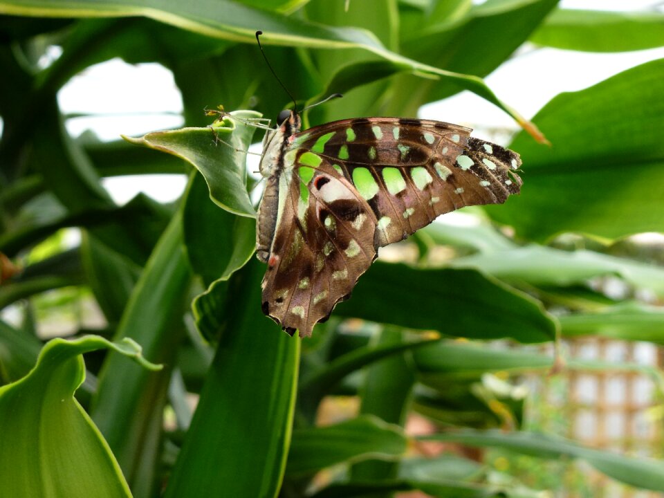 Longleat green