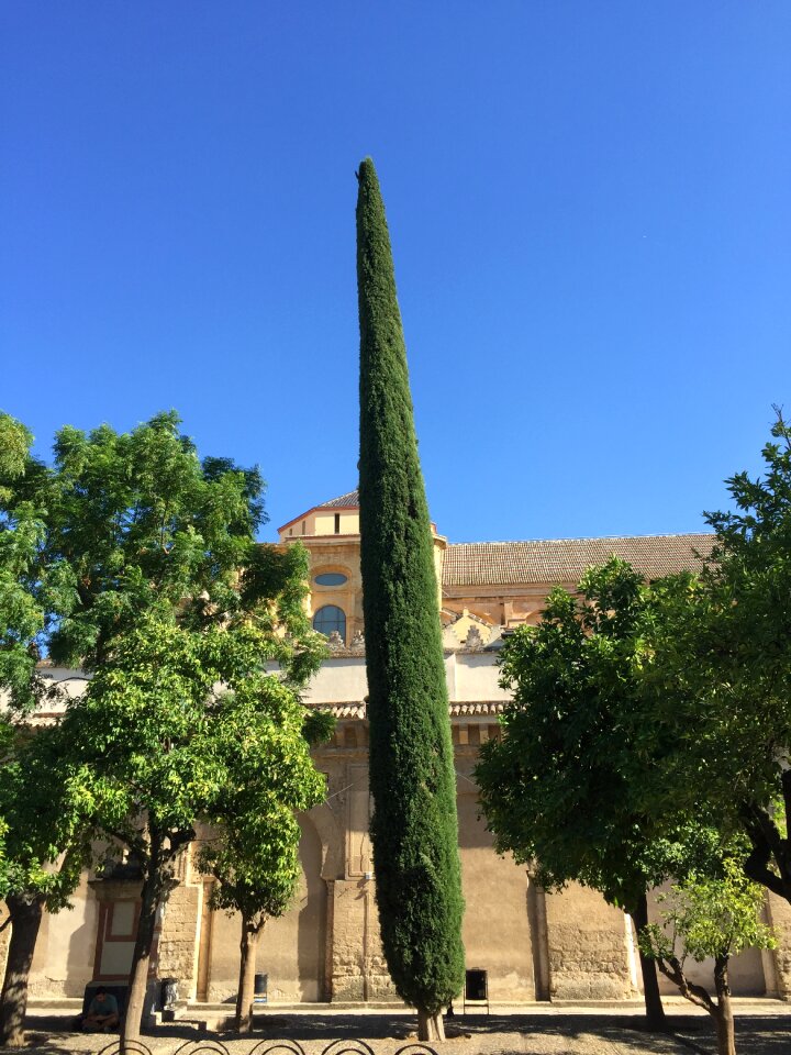Tree andalusia