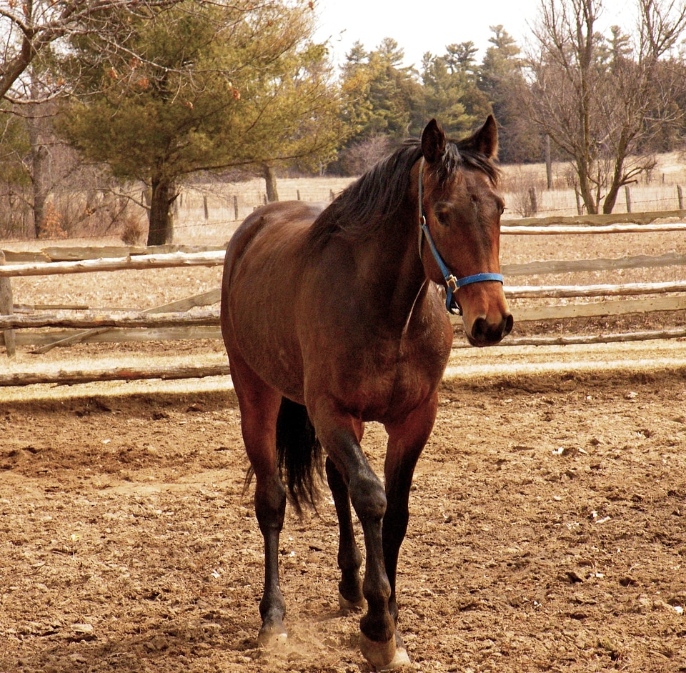 The horse countryside grazing
