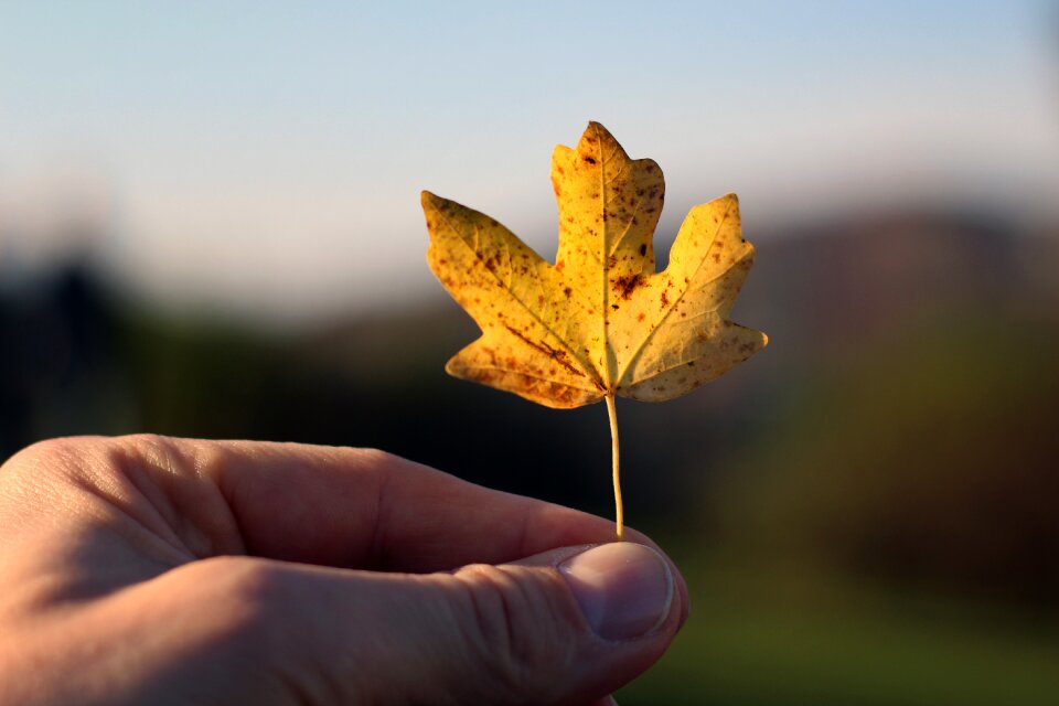 Thumb maple leaf golden autumn
