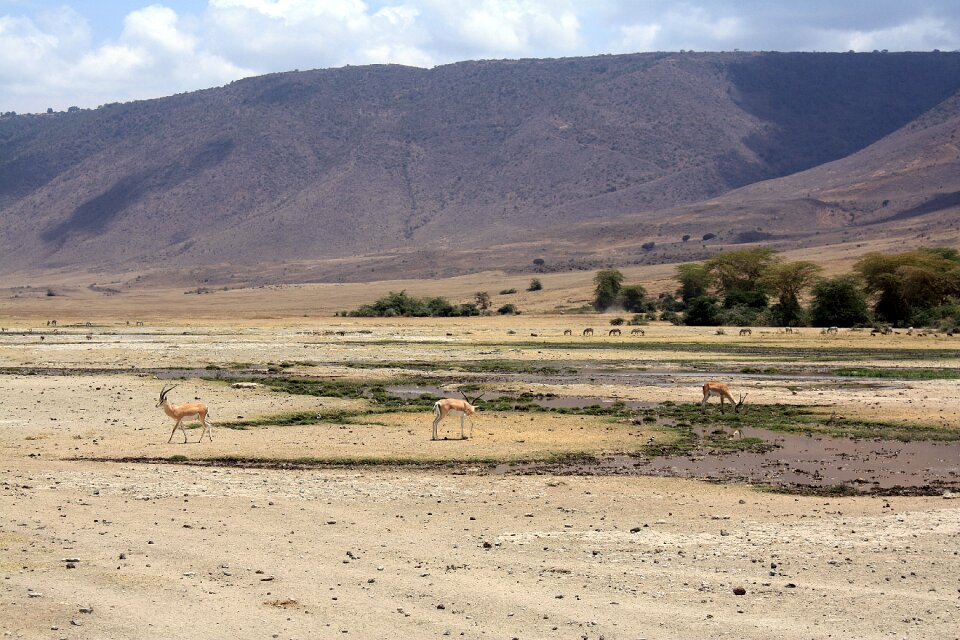 Tanzania ngoro ngoro crater