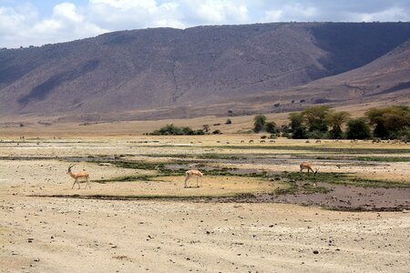 Tanzania ngoro ngoro crater