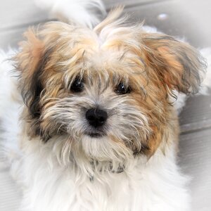 Pet terrier small dog photo