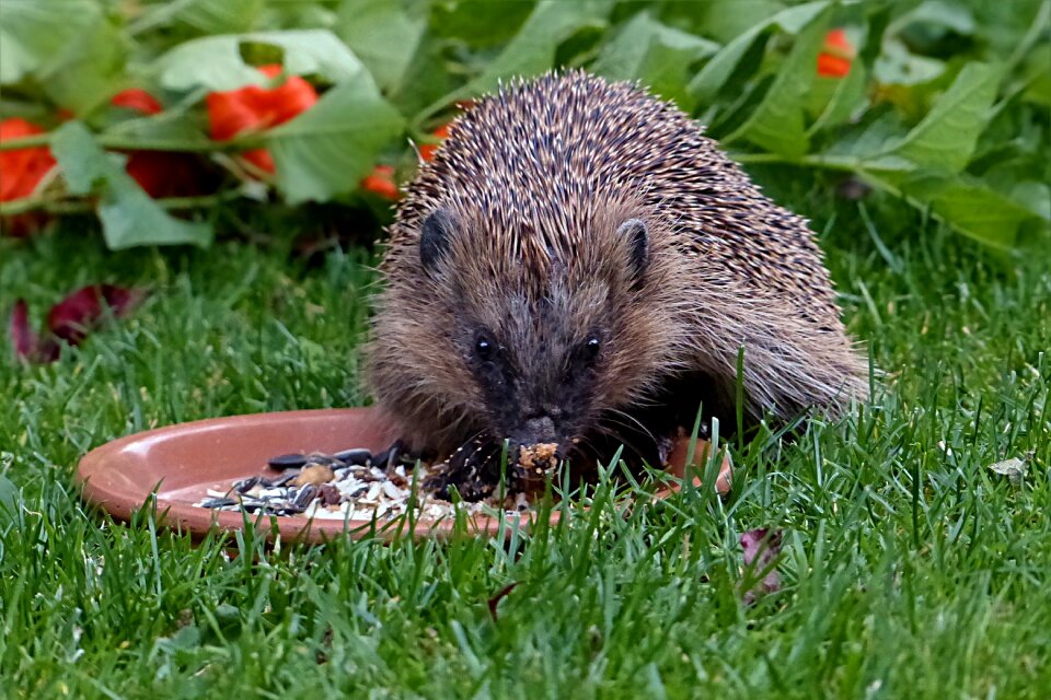 Erinaceus feeding garden