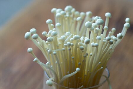 Mushroom food health