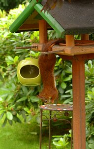 Sciurus vulgaris major foraging garden