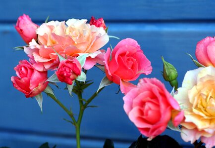 Leaves garden rosebush