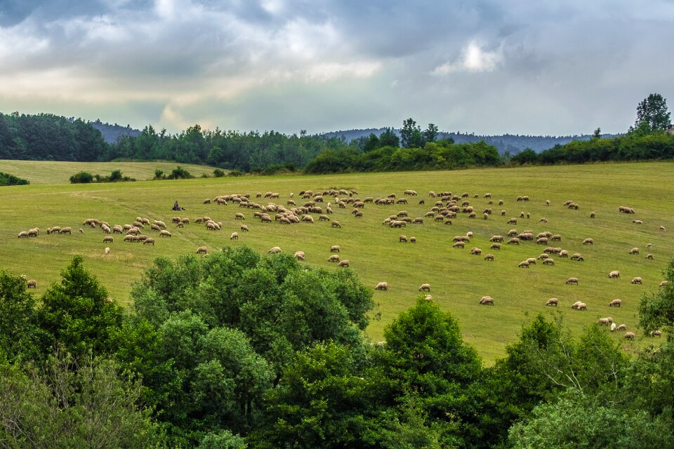 Sheep the countryside herd