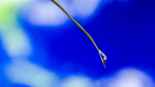 Nature macro close up photo