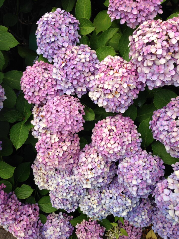 Purple flora bush