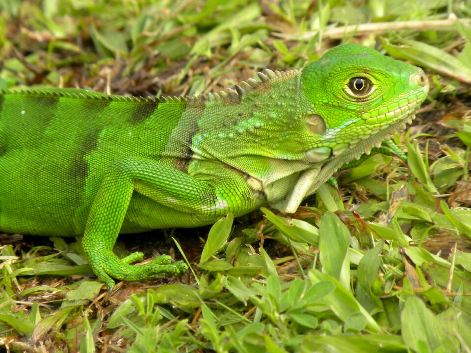 Fauna nature tumaco