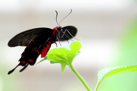 Wing lepidoptera neuflügler photo