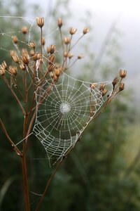 Morning dew insect