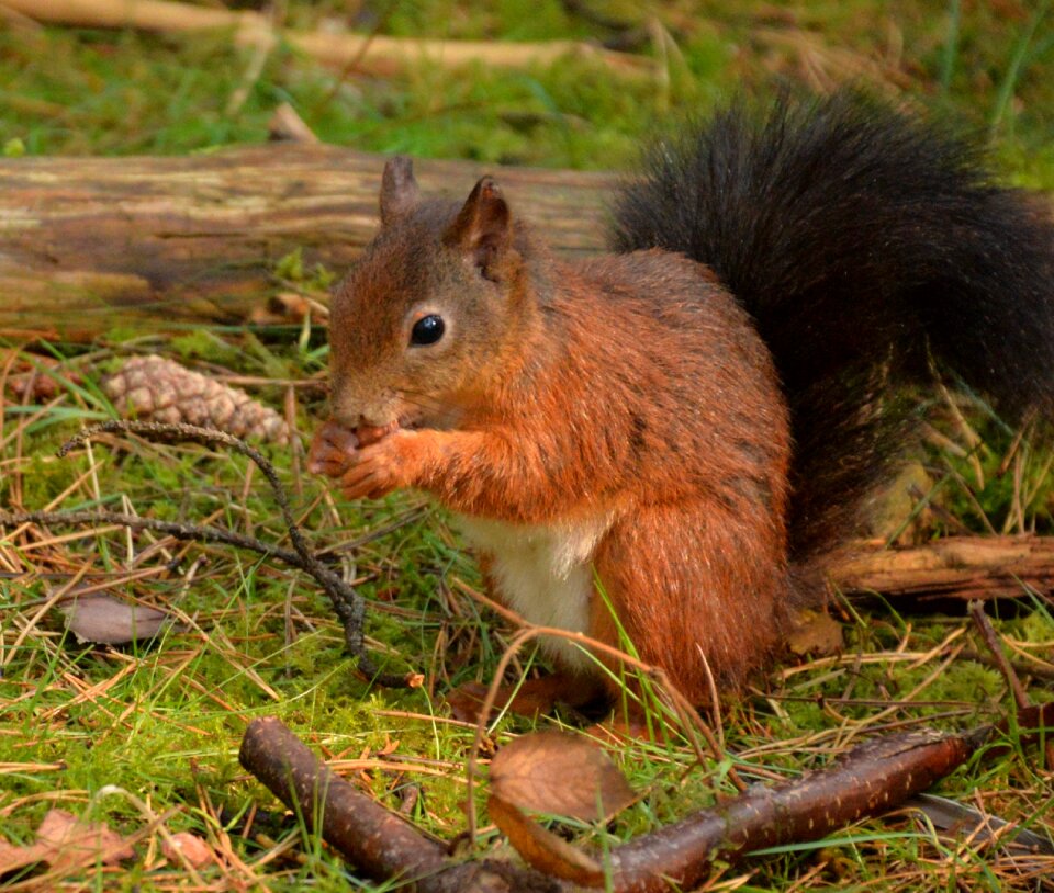 Eat nuts forest