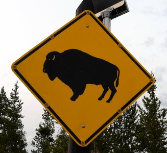 Bison yellow usa