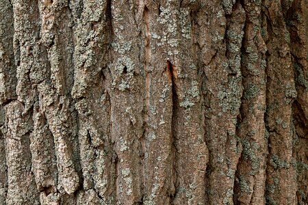 Tree bark poplar bark photo