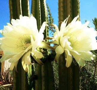 Nature cactus cactus flowers