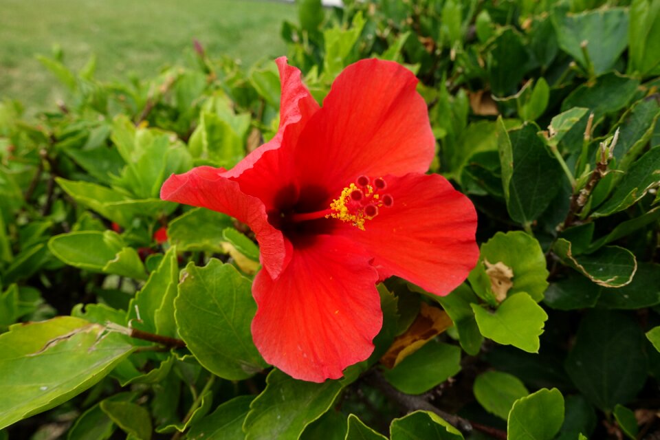 Macro nature madeira