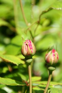 Nature garden roses bud