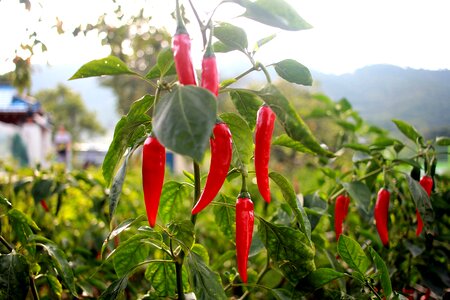 Vegetables vegetable pepper field photo