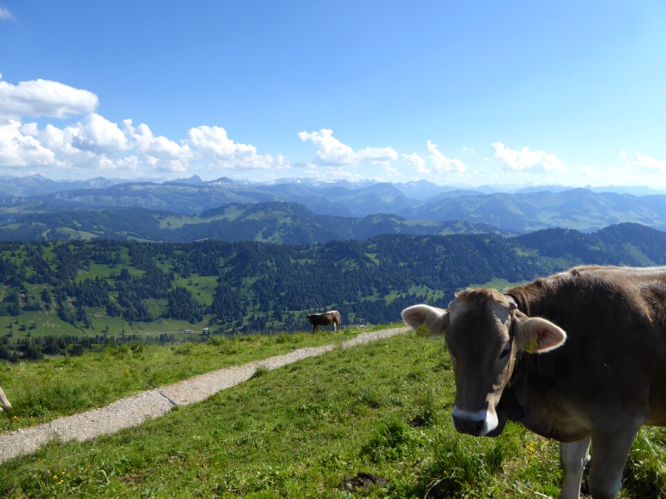 Mountain cow alpine trail
