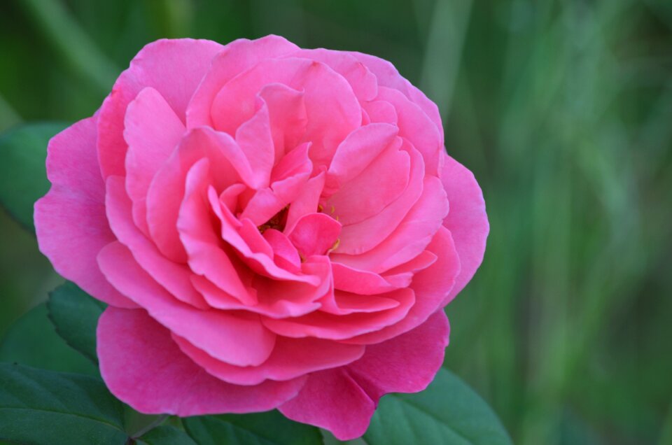 Pink rose floral romance