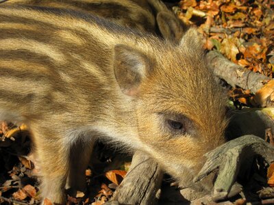 Nature forest mammal