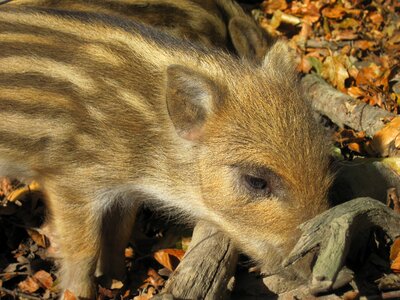 Nature forest mammal photo