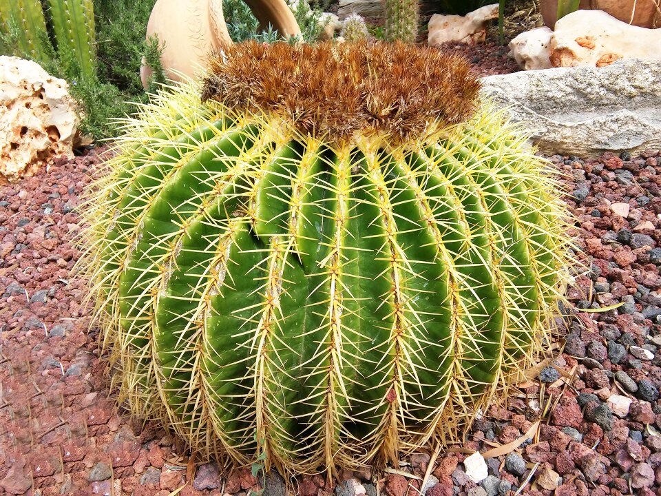 Cactus garden nature